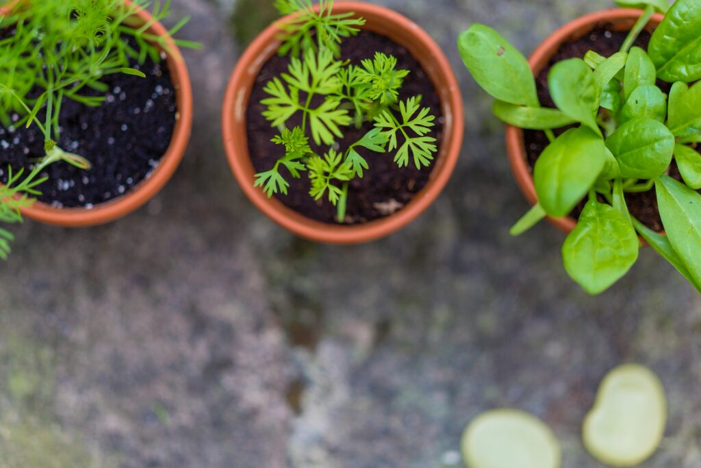 three green leaf potted vegetables