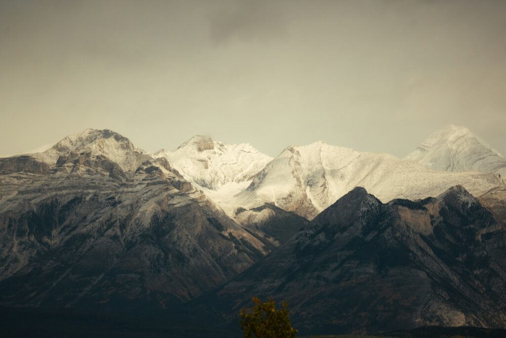 A view of a mountain range with a tree in the foreground